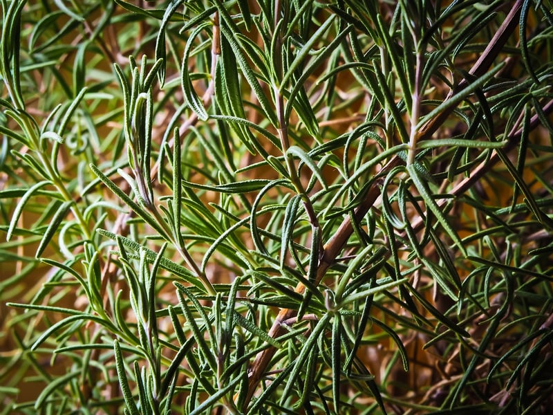 Fresh Herbs
